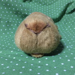 リラックスカピバラ