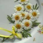 押し花素材。マーガレット