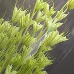 *花材  １０輪で500円 10～20㎝カット ニゲラオリエンタリス マスカットグリーン