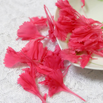 カーネーション　花びら　プリザーブドフラワー　ストロベリー