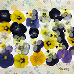 ♡sale♡送料無料 ☆小さめビオラ☆ 押し花30枚セット