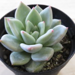 多肉植物　"グリーンシャンペーン"