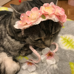桜カチューシャ