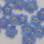 可愛い小花　ミオマルク(忘れな草)　１０輪。。。押花素材