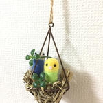 クローバーとセキセイちゃん♬