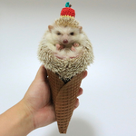 【クッキーS】ちゅぴぽのアイス屋さん