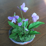 野すみれ 粘土の花の置物