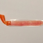 【再販】食品サンプル◆カニ脚のしおり