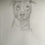 犬