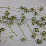 ヤツデの実【３０本セット】