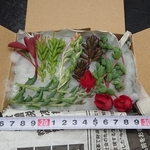多肉植物☆レア種カット苗7種セット☆碧魚蓮、レッドベリー、エンジェルティアーズ錦等