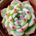 多肉植物★桃太郎★抜き苗