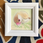 シナモン文鳥2