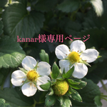kanar様専用ページ