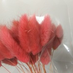 花材 ラグラス 濃いめのピンク ミニサイズ 10本