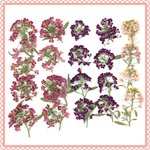 押し花＊摘みたてアリッサム