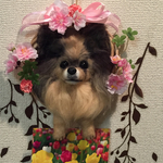 satoman様御予約品羊毛フェルトポメラニアンのリース