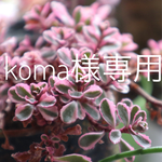 koma様 専用スワッグでガーランド 他
