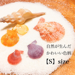 あざやか自然色 ヒオウギ貝ベビー【S】