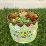 ❤︎多肉植物 可愛いリメ缶の寄せ植え