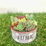 ❤︎多肉植物 可愛いリメ缶の寄せ植え