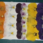 押し花商品【ビオラ】