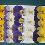 押し花商品【ビオラ】