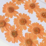 【花びら 12枚】お花の押し花  G
