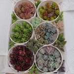 rarayujuさん専用☆多肉植物☆セダムお得な6種セット☆オマケ7種付き☆レア