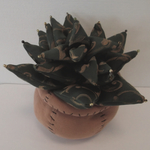 多肉植物B:Succulent B