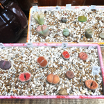 まるでチョコレート❤️スイーツ リトープス❤️多肉植物