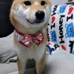 犬・大き目の子用38～41　cocoちゃんリボンチョーカー　お花見・桜・薔薇で春にピッタリ