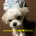 お客様専用カート