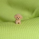トイプードル  アプリコット パピー 羊毛フェルト