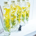ミモザのハーバリウム
