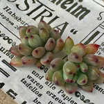 多肉植物カット苗🌵ブラックベリー2個🙌
