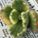 多肉植物カット苗🌵白斑熊童子🙌