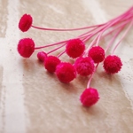 アマレリーノ　ダークピンク10本　フロールエバー社　大小混合