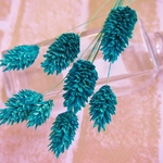 ポアプランツ　クラシックブルー　8本(大地農園）