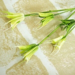 ニゲラオリエンタリス　白/グリーン　5本　(大地農園）