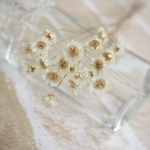 グリクシア(スターフラワー）ナチュラル　20本＋予備2本　中咲～満開　フロールエバー社