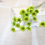 グリクシア(スターフラワー）ライトグリーン　20本＋予備2本　中咲～満開　フロールエバー社