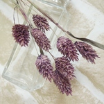 ポアプランツ　クラシックパープル　8本(大地農園）