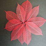 スケルトンリーフ　ラズベリー10枚