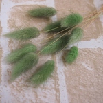 ラグラス　グリーン10本