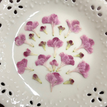 スカピオサ(押し花)