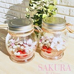 SAKURA & Cherry