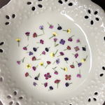 アリッサム25(押し花)