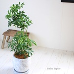 ＜シェフレラ・コンパクタ＞　受け皿付き　現品