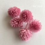 千日紅  クリスタルピンク